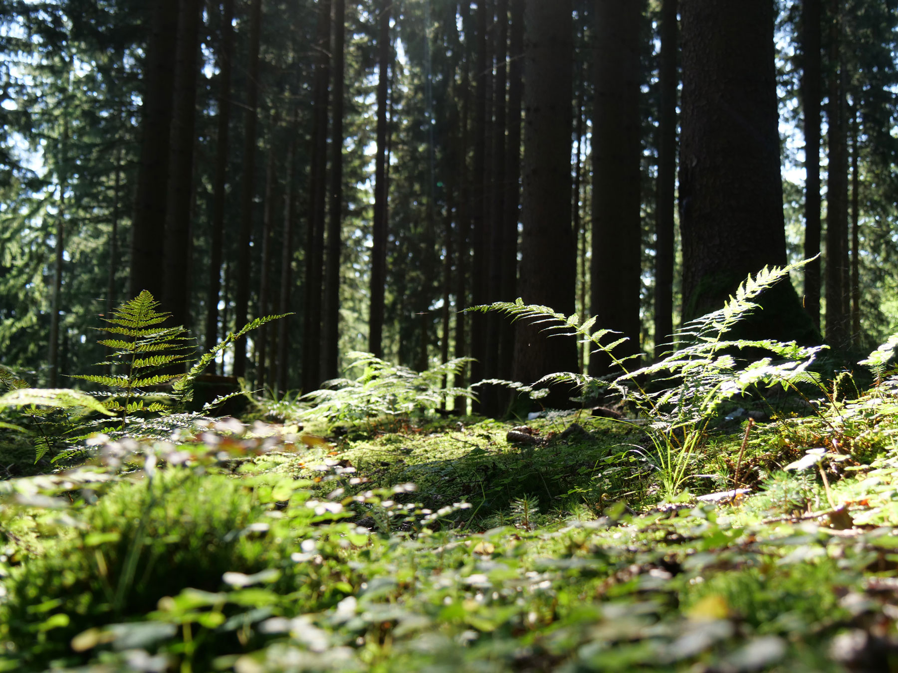 Wasser im Erzgebirge, Detailaufnahme